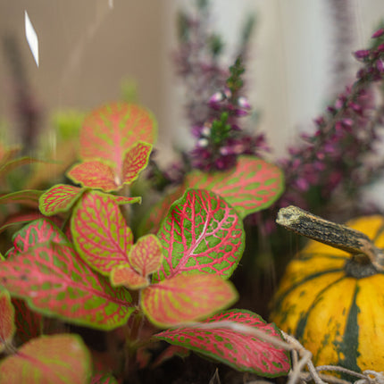 Emma Autumn (Halloween) - Glass bottle with Autumn plants and mini pumpkins - Autumn Bottle garden DIY kit - Ø 23 cm ↑ 25 cm
