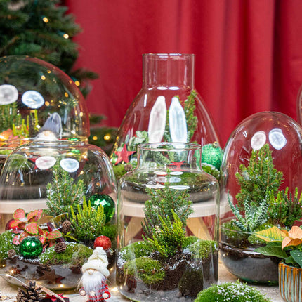 Evergreen - Christmas terrarium - Bottle garden DIY kit - Ø 20 cm ↑ 22 cm