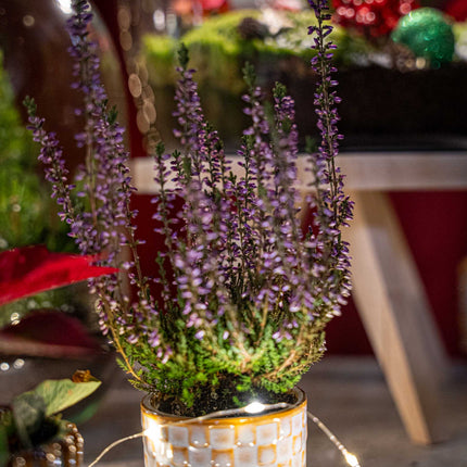 Calluna vulgaris - Callu Nova - Mini