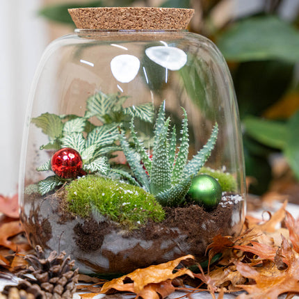 Pine Cones 10 pcs - Size 4 - 6 cm (small)