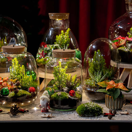 Mistle - Winter Terrarium – Flaschengarten DIY-Set – Ø 29 cm ↑ 30 cm