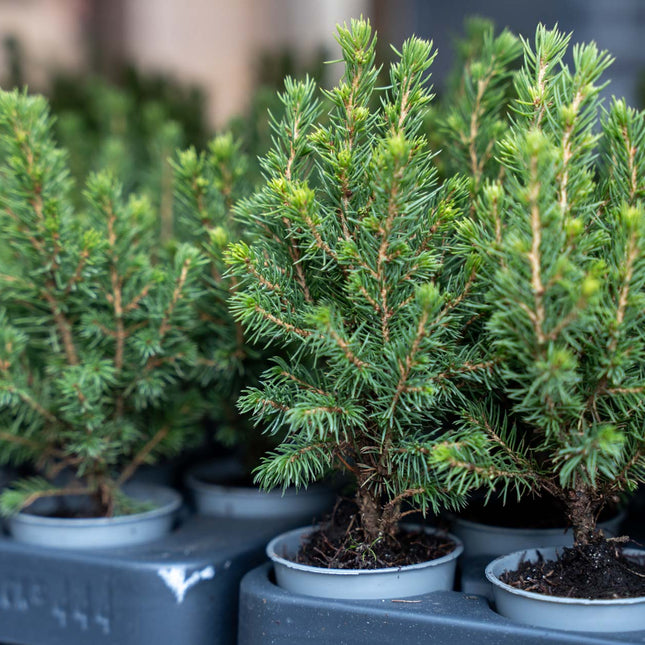 Mini-Weihnachtsbaum - ↑15-20 cm - Ø 6 cm Picea Glauca Perfect