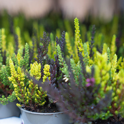 Calluna Vulgaris - Garden Girls 'Sunset Girls' - Mini