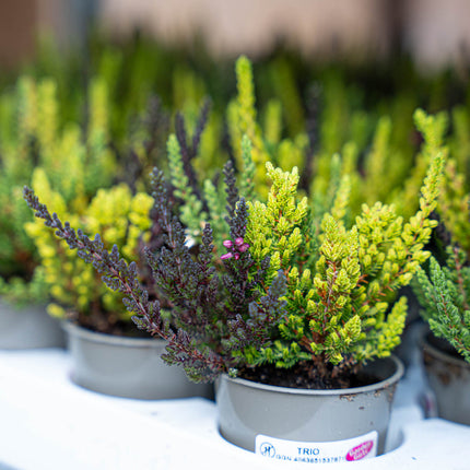 Calluna Vulgaris - Garden Girls 'Sunset Girls' - Mini