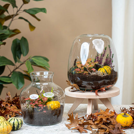 Emma Autumn (Halloween) - Glass bottle with Autumn plants and mini pumpkins - Autumn Bottle garden DIY kit - Ø 23 cm ↑ 25 cm