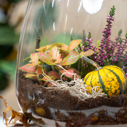 Emma Autumn (Halloween) - Glass bottle with Autumn plants and mini pumpkins - Autumn Bottle garden DIY kit - Ø 23 cm ↑ 25 cm