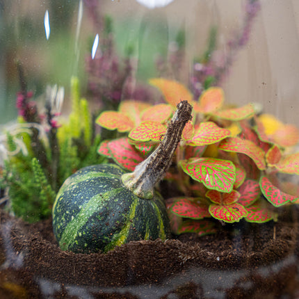 Little Joe Autumn (Halloween) - Glass bottle with Autumn plants and mini pumpkins - Autumn Bottle garden DIY kit - Ø 20 cm ↑ 22 cm
