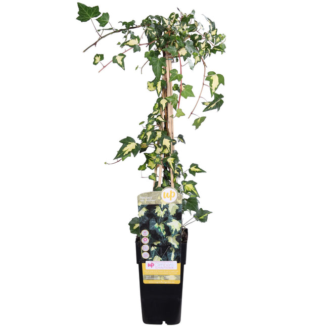 Hedera helix 'Goldheart' - Klimop Geel-groen