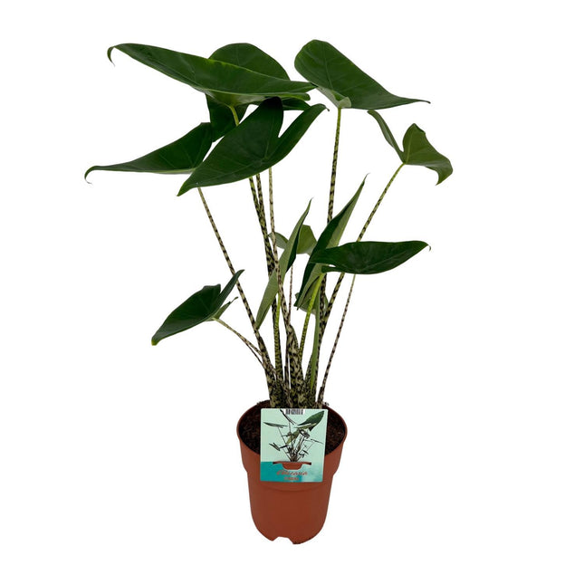 Alocasia Zebrina Ø19cm - ↕75cm