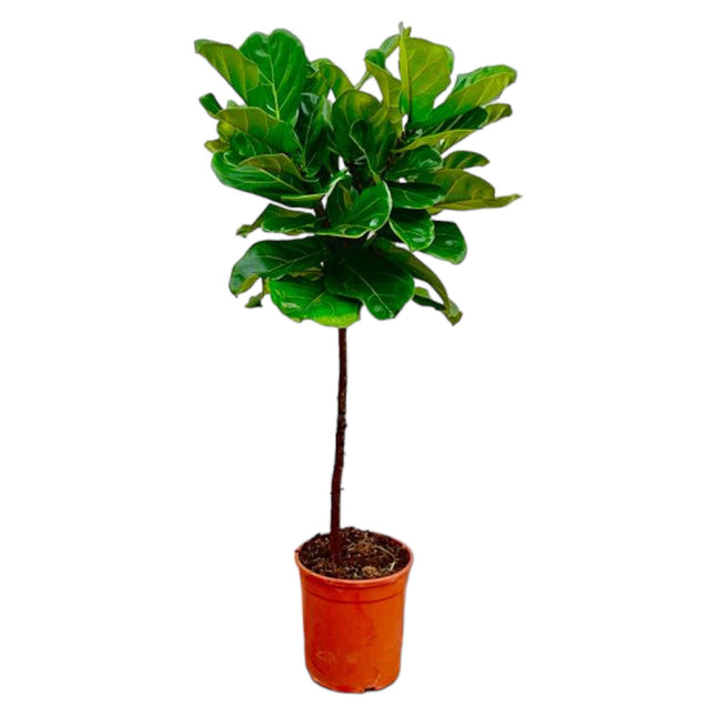 Ficus Lyrata tige - 130 cm - ø24