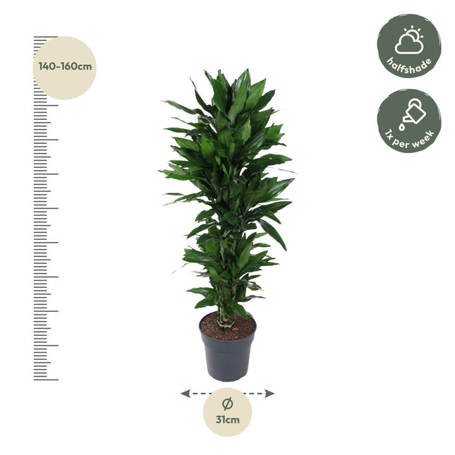 Dracaena Janet Lind ramifie - 150 cm - ø31