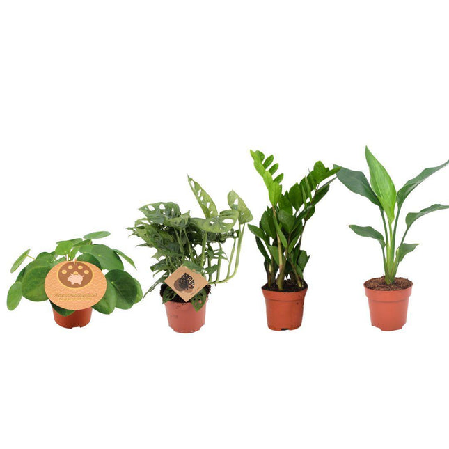 Coffret plantes essentielles - 4 pièces - ↑ 20-40 cm Ø 12 cm