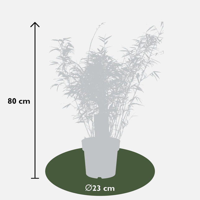 Fargesia rufa - Niet woekerende bamboe - Ø23 - ↨80cm
