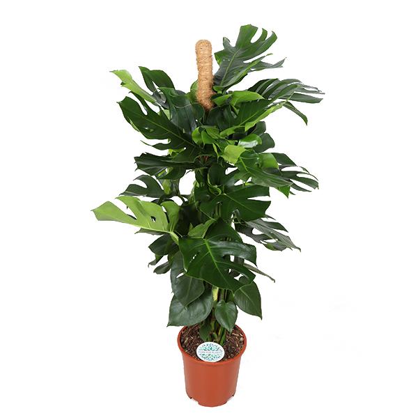 Monstera Deliciosa MOSSTOK - Ø27cm - ↕150cm
