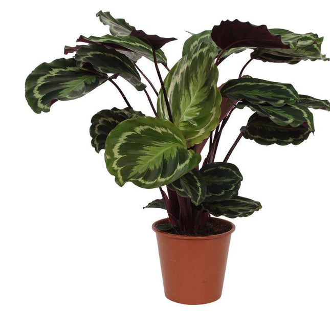 Calathea Medallion - 80 cm - Ø19cm