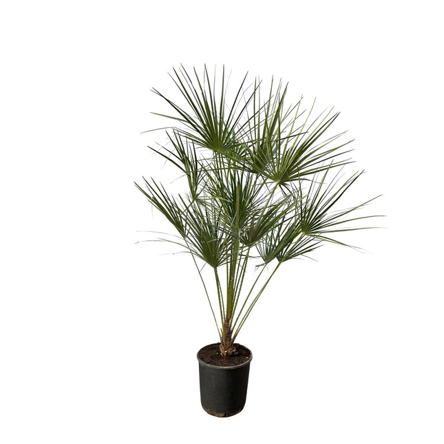Chamaerops Humilis sur tige - ↑ 160 cm Ø 28 cm
