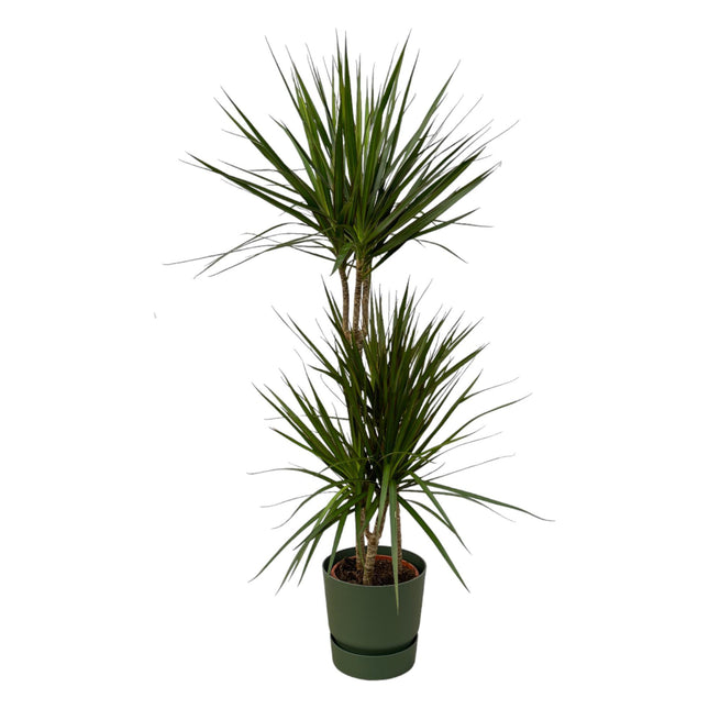 Dracaena Marginata - ↨120cm - Ø21cm inclus pot elho Greenville Round vert D24xH23