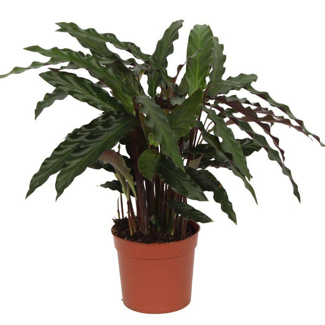 Calathea Elgergrass - 40 cm - Ø12cm