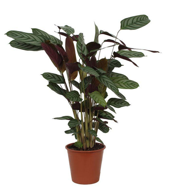 Calathea Compactstar - 80 cm - ø19