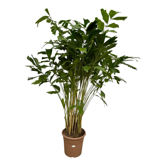 Caryota Mitis - 210 cm - ø40