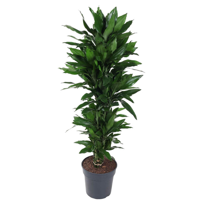 Dracaena Janet Lind ramifie - 150 cm - ø31