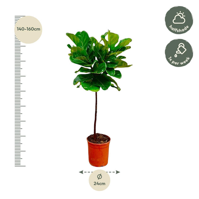 Ficus Lyrata tige - 130 cm - ø24