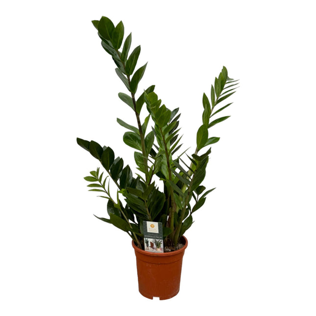Zamioculcas - 75 cm - ø17
