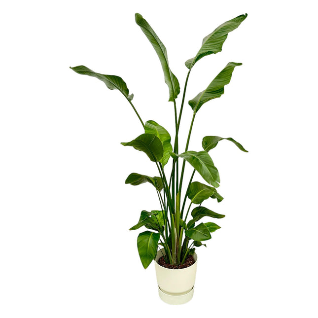 Strelitzia Nicolai inclus pot elho Greenville Round blanc - 180 cm - Ø30