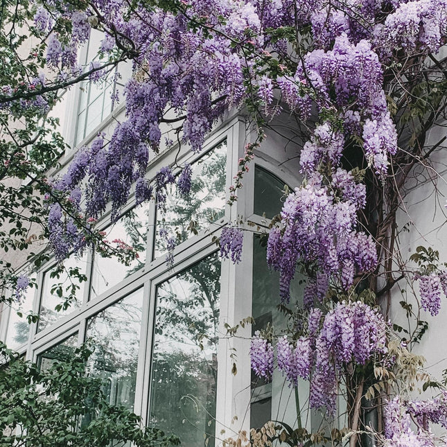 Wisteria floribunda 'Naga Noda' - Paarse regen
