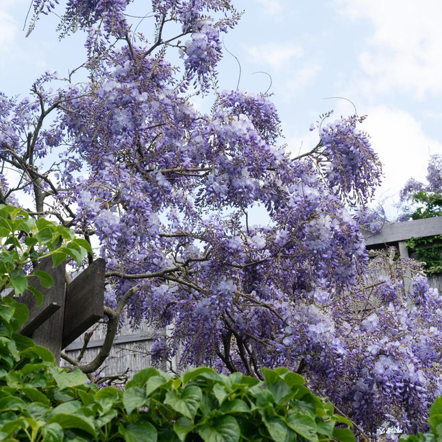Wisteria sinensis 'Prolific' - Blauwe regen