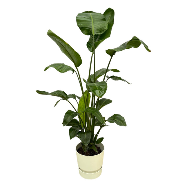 Strelitzia Nicolai inclus pot elho Greenville Round blanc - 160cm - Ø30