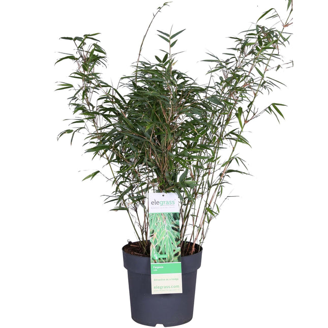 Fargesia rufa - Niet woekerende bamboe - Ø23 - ↨80cm