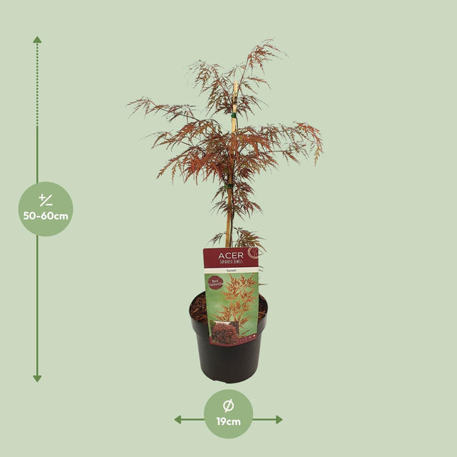 Acer palm. 'Garnet' - ↨55cm - Ø19cm