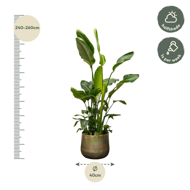 Strelitzia Nicolai de luxe XXL - 250 cm - ø40