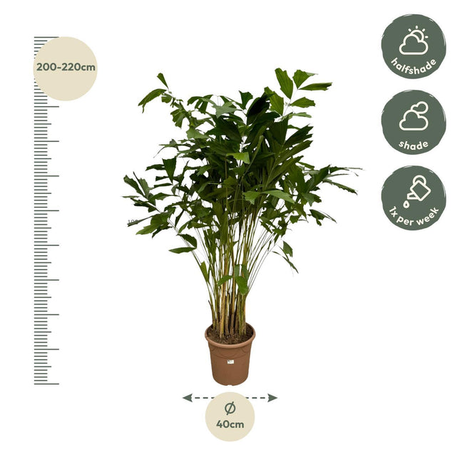 Caryota Mitis - 210 cm - ø40