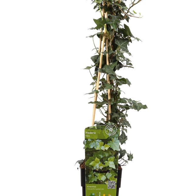 Hedera helix - Klimop Groen