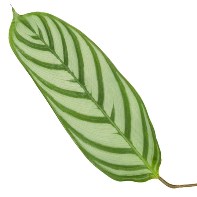 Calathea Compactstar - 80 cm - ø19