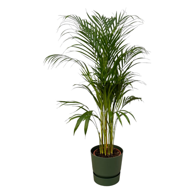 Areca palm - ↨110cm - Ø21cm inclus pot elho Greenville Round vert D24xH23