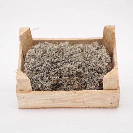Silbermoos - Holzkiste - 23x15,5x11,5 cm - Echtes Moos