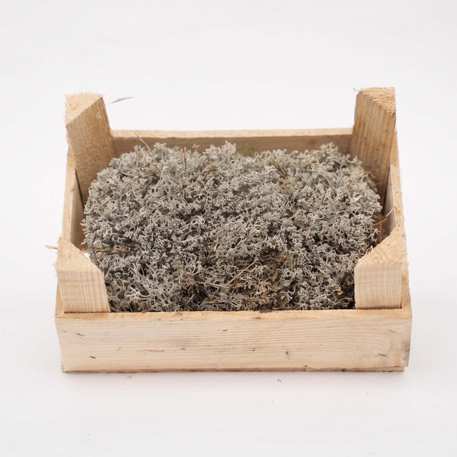 Silver Moss - Wooden Tray - 23x15,5x11,5 cm - Real moss