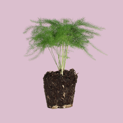 Asparagus Setaceus Plumosus – Ornamental Asparagus - Terrarium plant