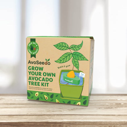 AvoSeedo: Growing an avocado plant yourself?