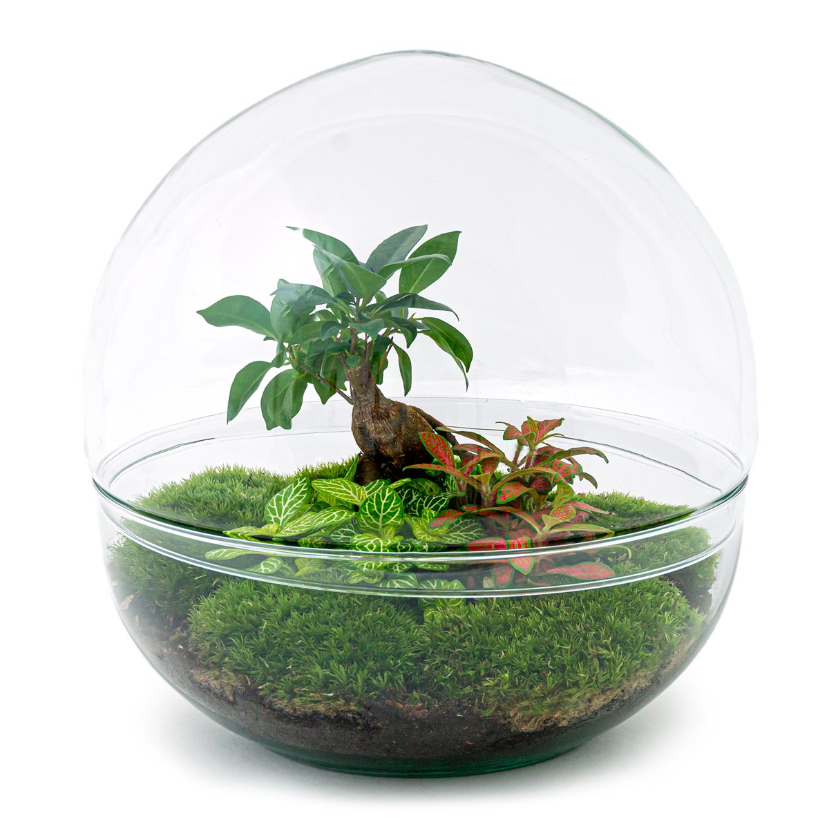 Entrega Kit 4 Plantas Bonsai - Terrario para hacerte tú mismo – La