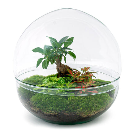 Kit Terrarium DIY • Dôme XL Ficus Ginseng bonsaï • Écosystème avec plantes • ↑ 30 cm