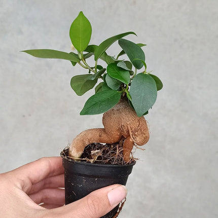 Bonsai Ficus Ginseng - Microcarpa - ↑15 cm - Ø 6 cm