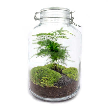 Jar Terrarium Kit - Asparagus - Bottle Garden - ↑ 28 cm