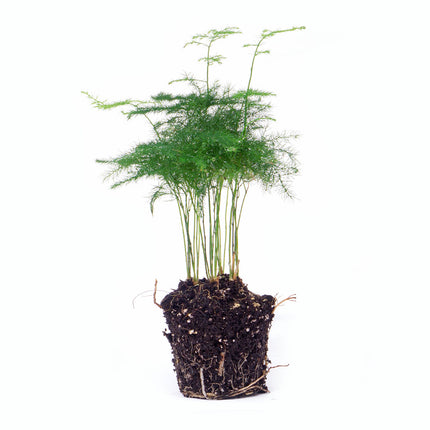 Spargel Setaceus Plumosus – Zierspargel – Terrarienpflanze