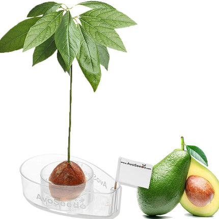 AvoSeedo: Coltivare una pianta di avocado da soli?