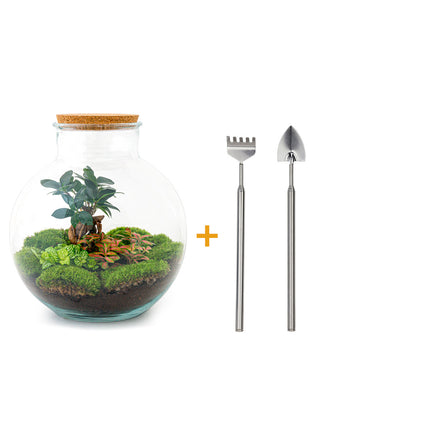 Terrarium DIY Kit - Bolder Bob Bonsai - Bottle Garden - ↑ 30 cm