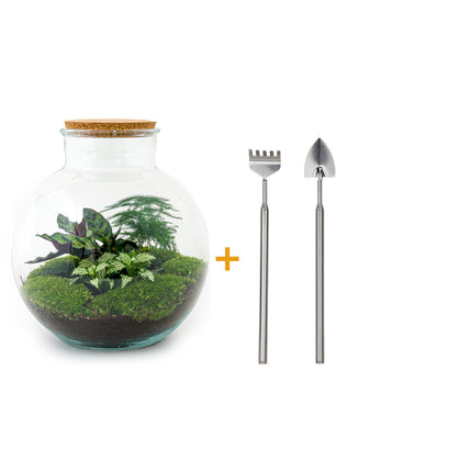 Kit DIY Terrarium • Bolder Bob • Écosystème avec plantes • ↑ 30 cm